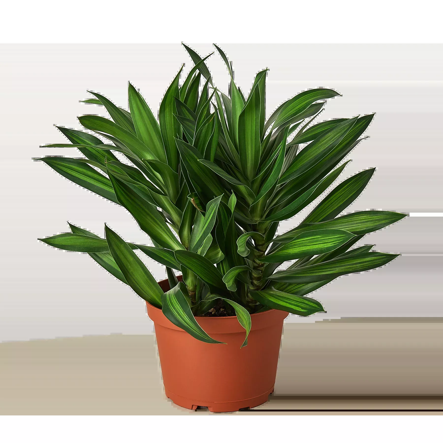 Dracaena 'Song of Jamaica'