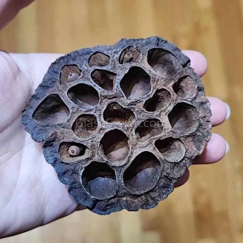 Dried Lotus Pods 3 Pack