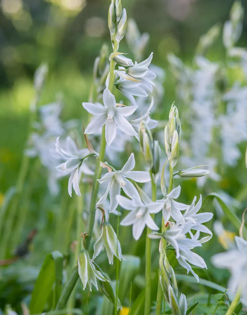 Drooping Star of Bethlehem - 25 bulbs
