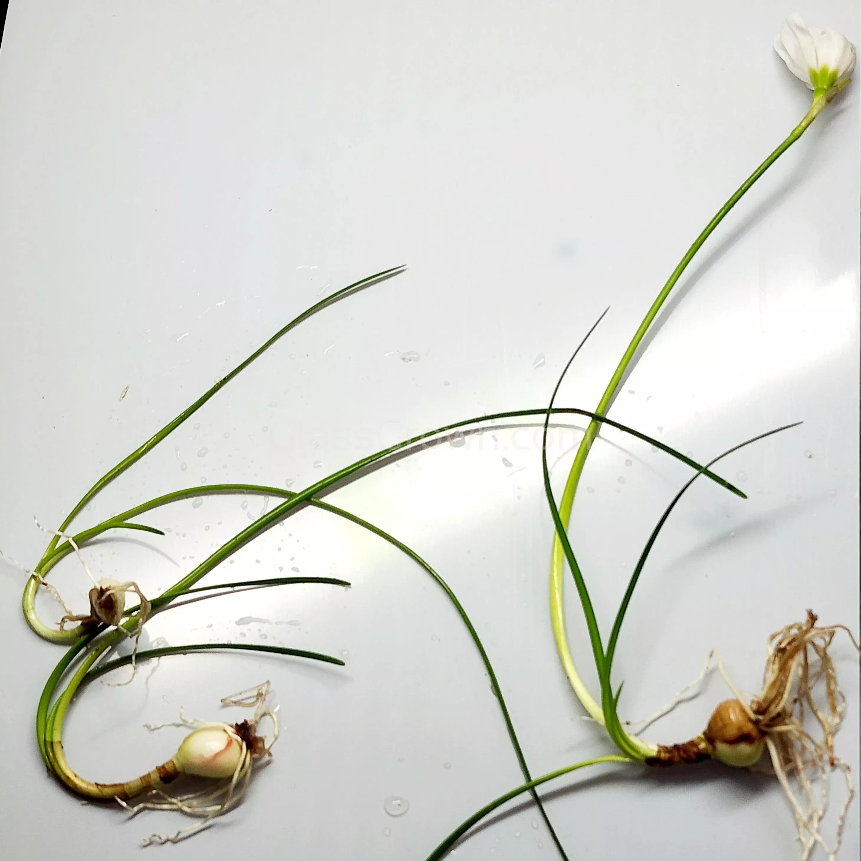 Dwarf Water Onion Bulb (3 pack)