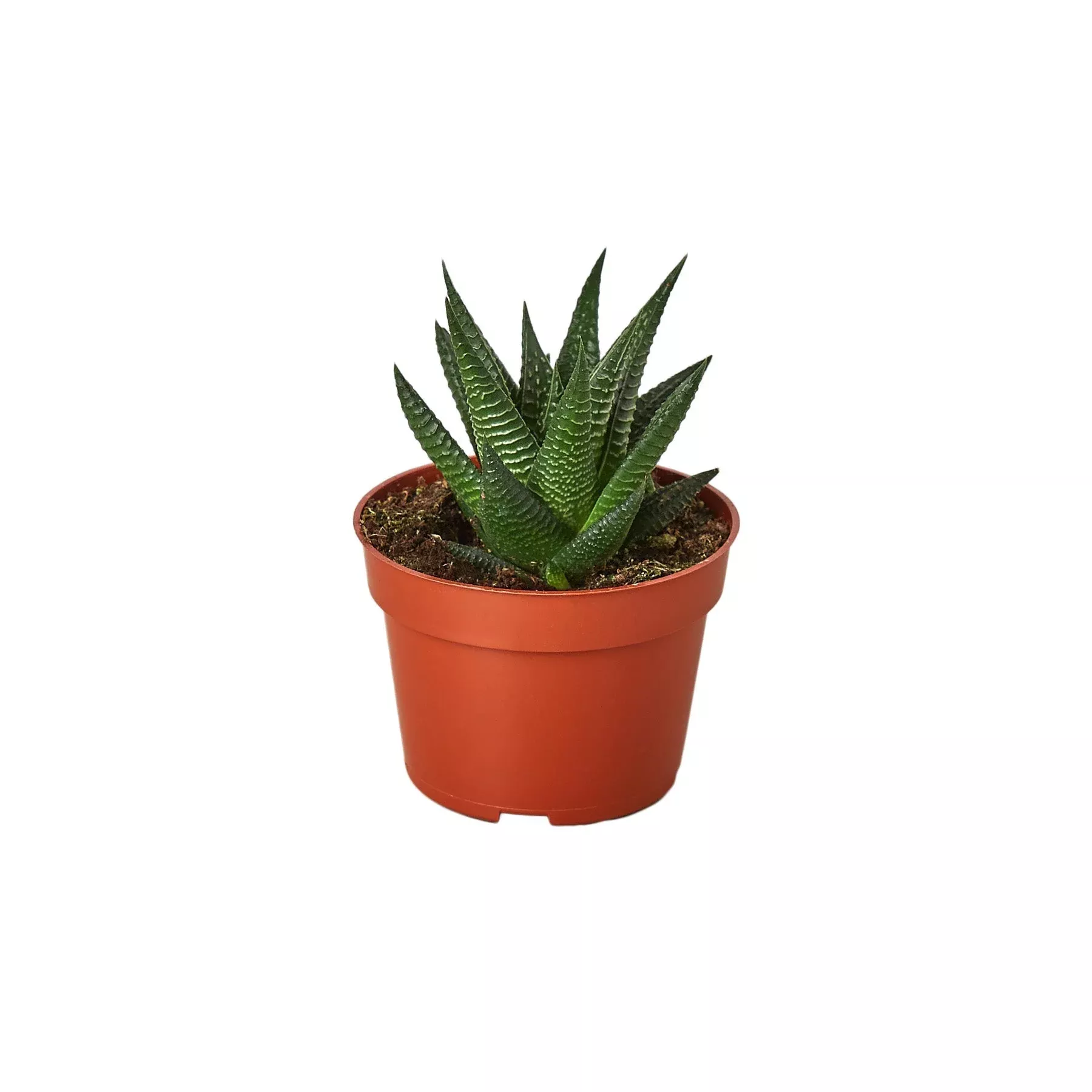 Fairy Washboard Haworthia