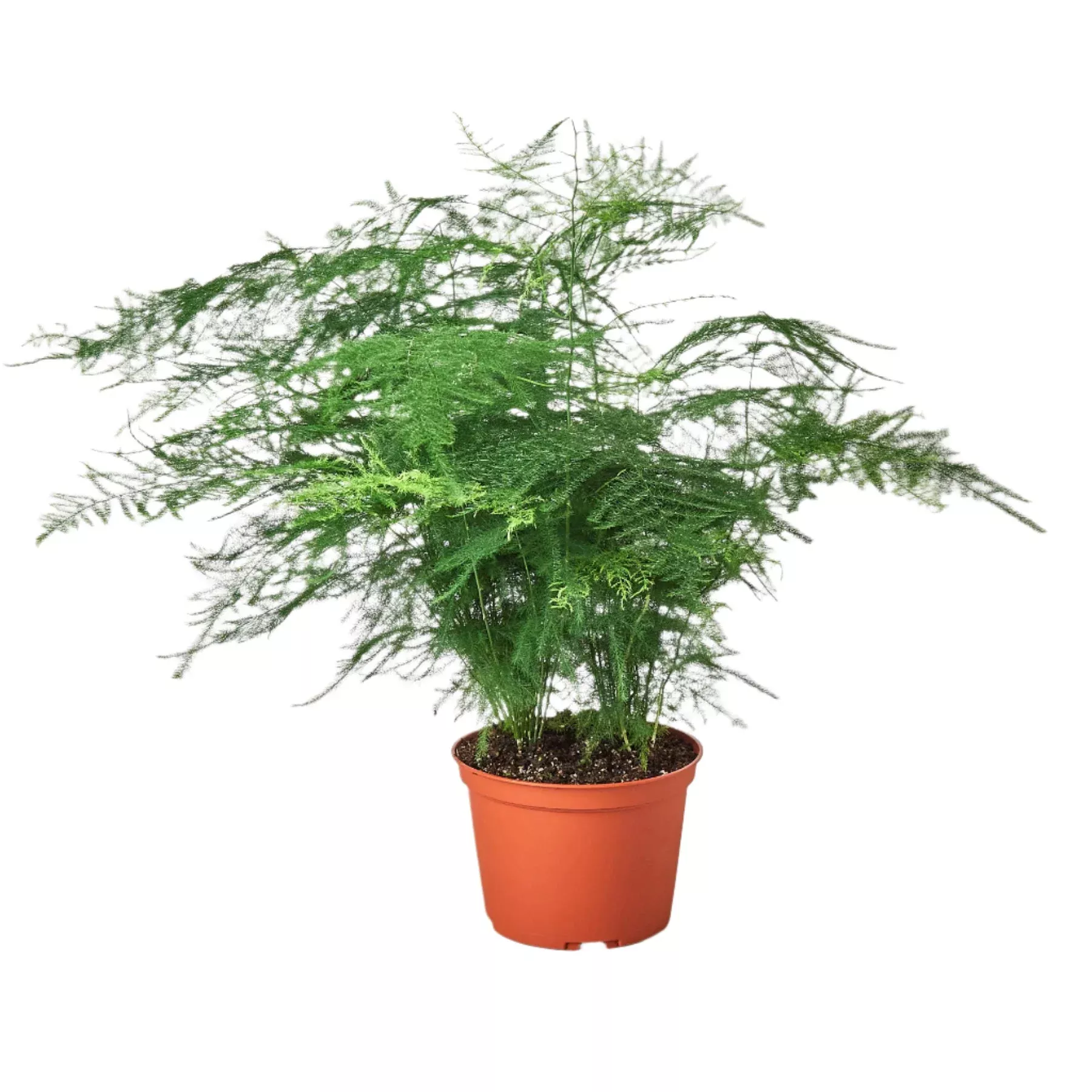 Fern Asparagus 'Plumosa'