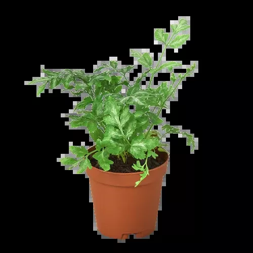 Fern 'Silver Lace'
