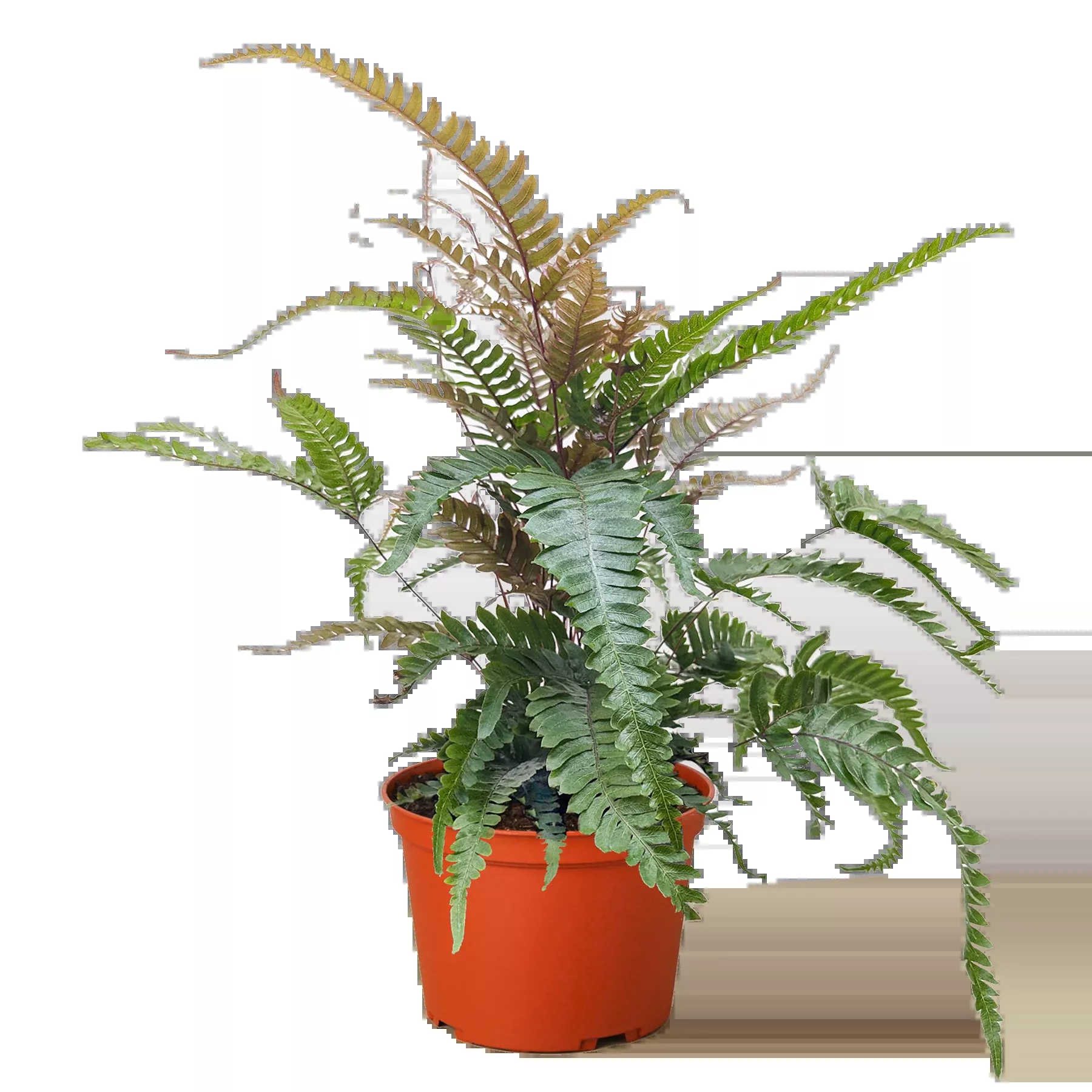 Fern 'Tricolor Pteris'