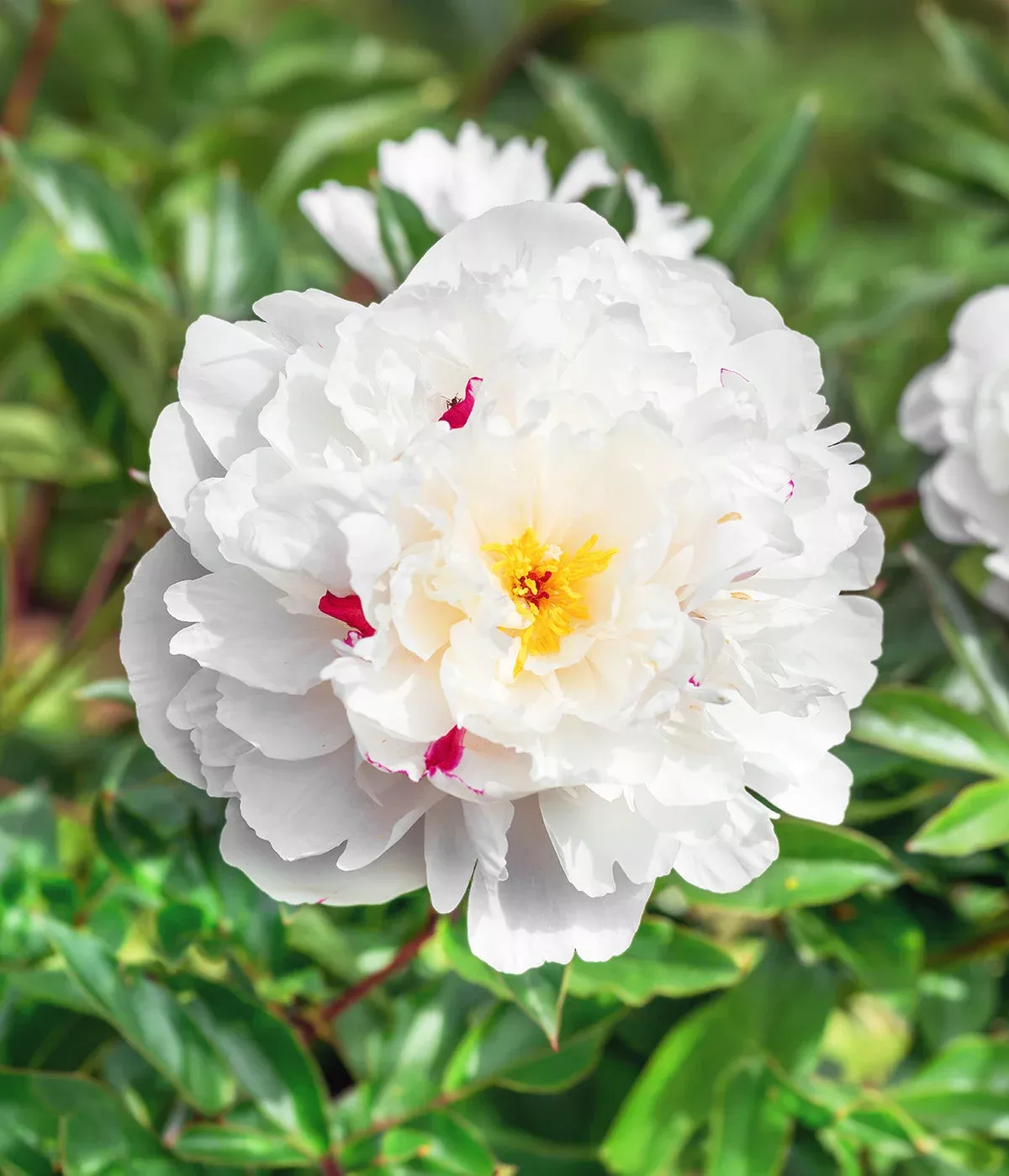 Festiva Maxima Peony - 1 root division