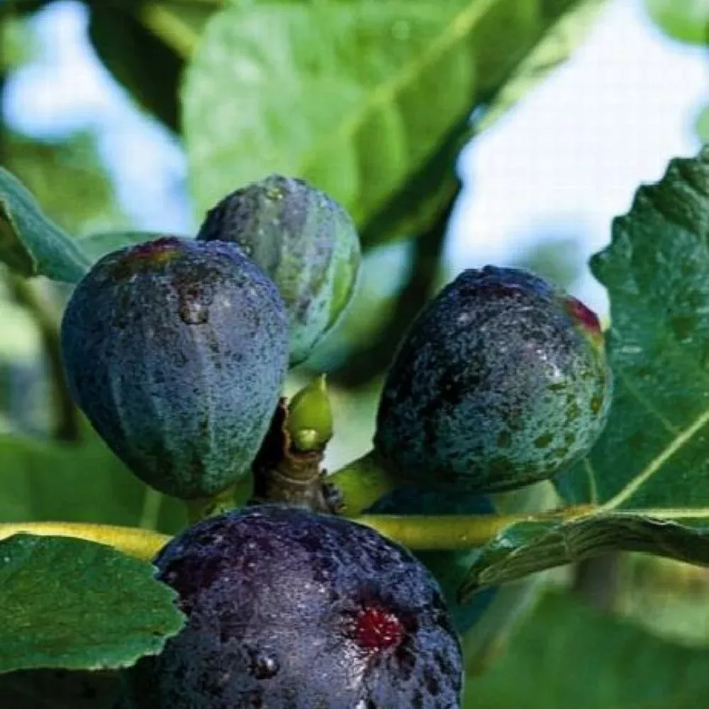 Fig Plant #5
