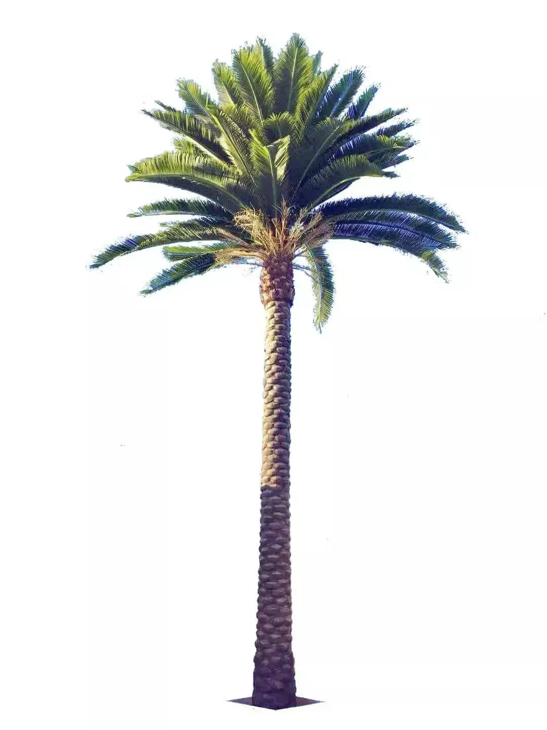 Florida Palm Artificial Tree 13ft–23ft – UV Resistant (10–12 Week Lead Time)