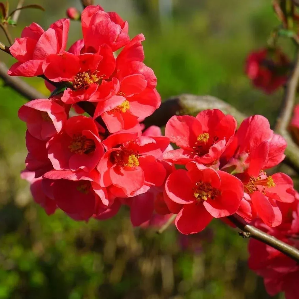 Flowering Quince 'Spitfire'