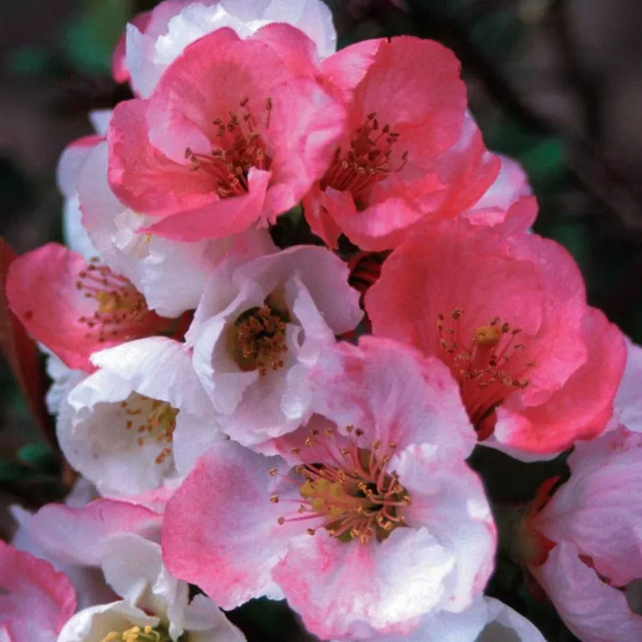 Flowering Quince 'Toyo Nishiki'