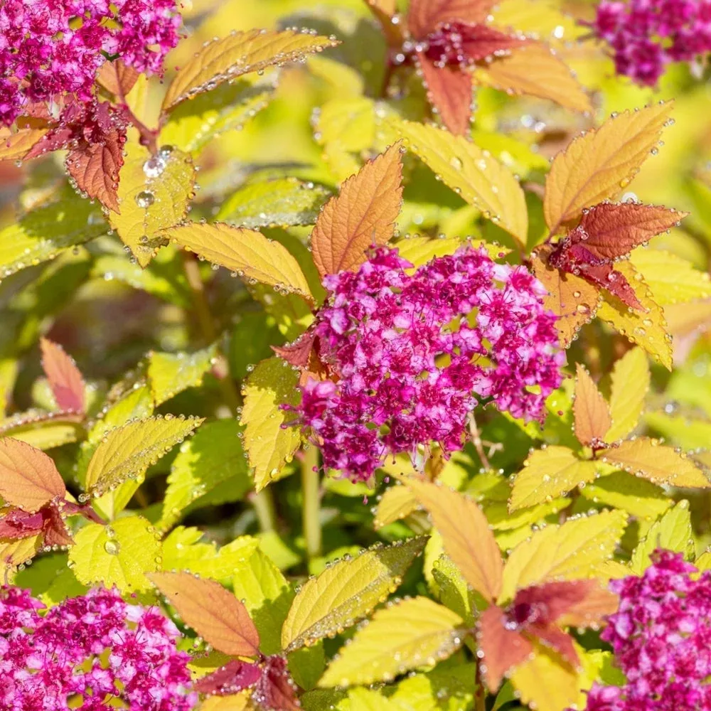 Gold Flame Spirea