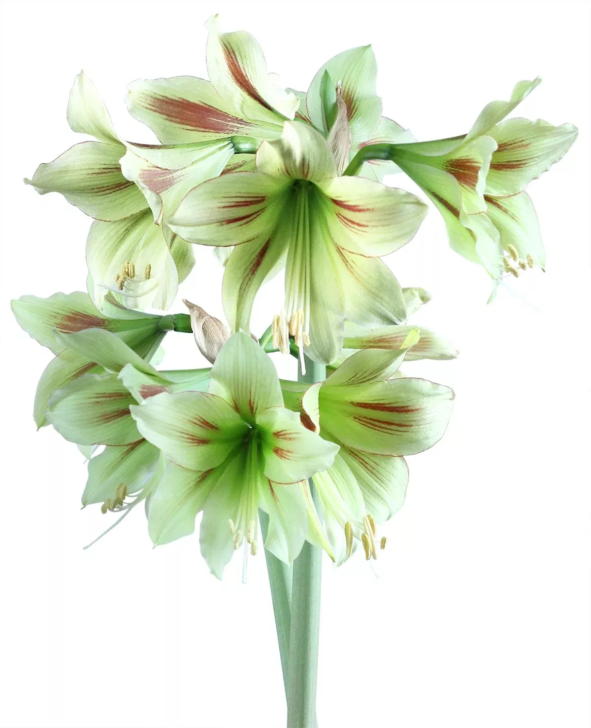 Graffiti Sonatini Amaryllis - 14-18 cm bulb