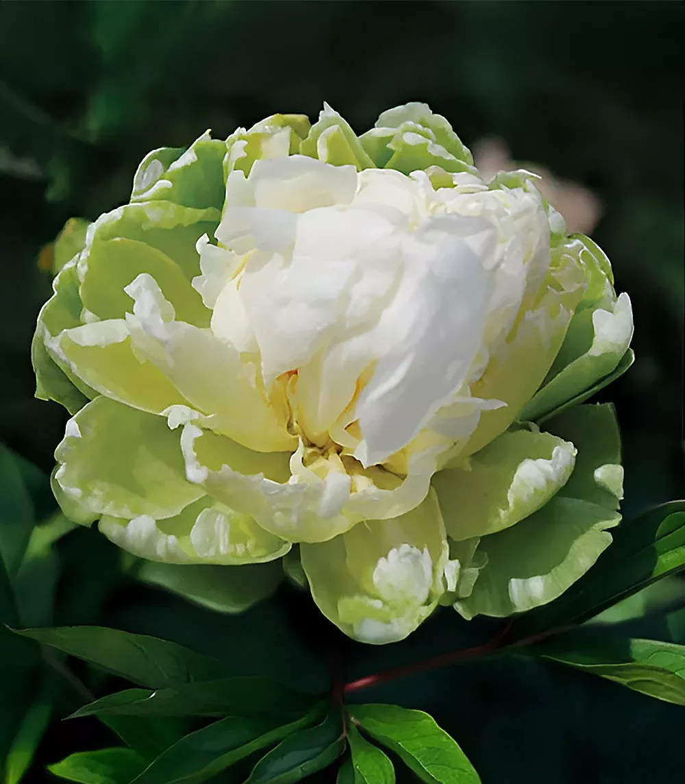 Green Halo Peony - 1 root division
