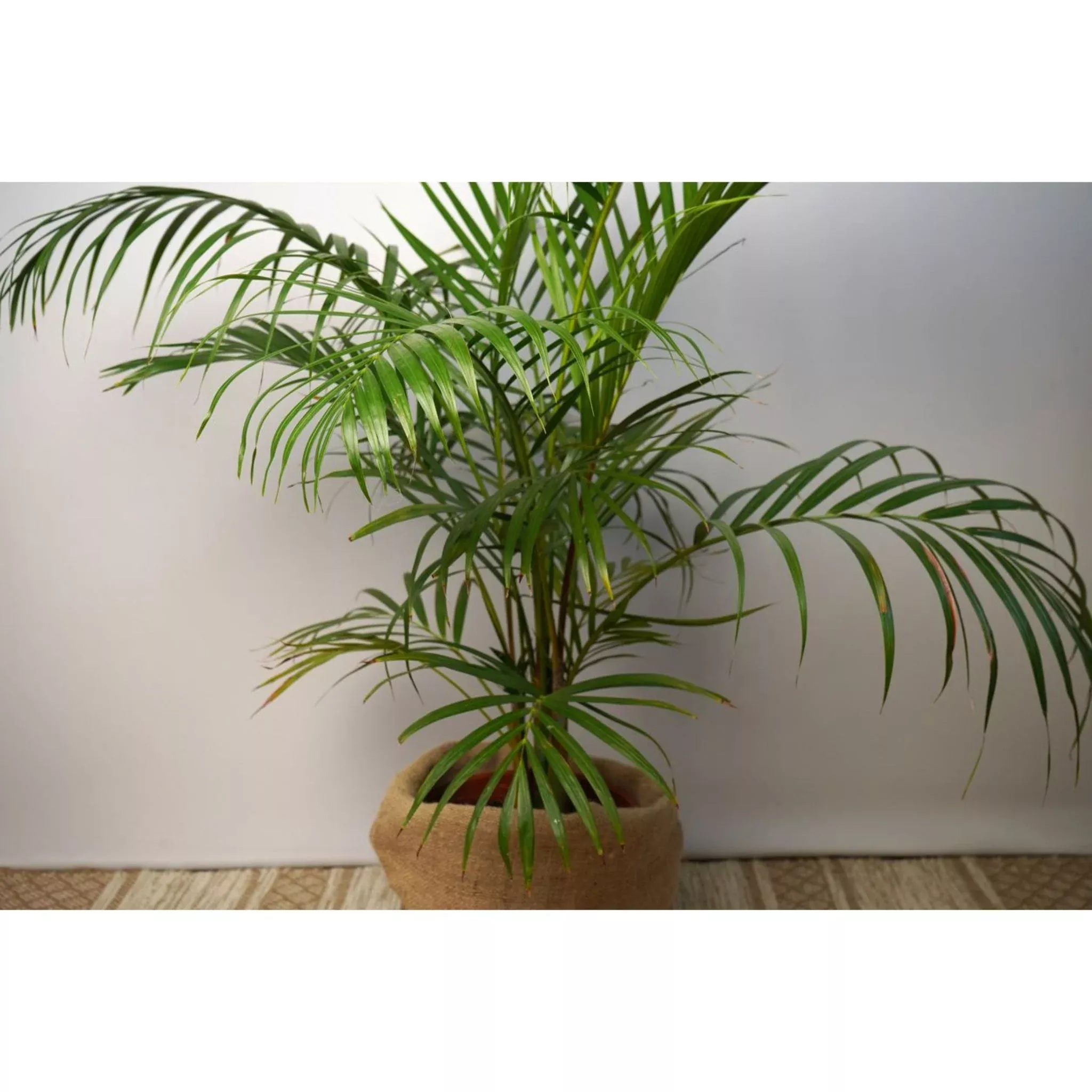 Hawaiian Kentia Palm