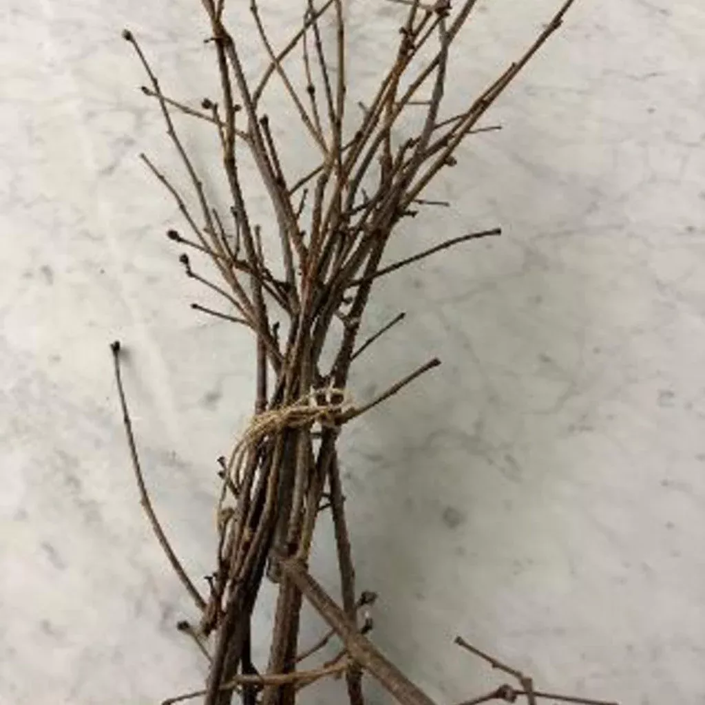 Hazelnut Twigs – Crafting, Floral & Ritual Bundles