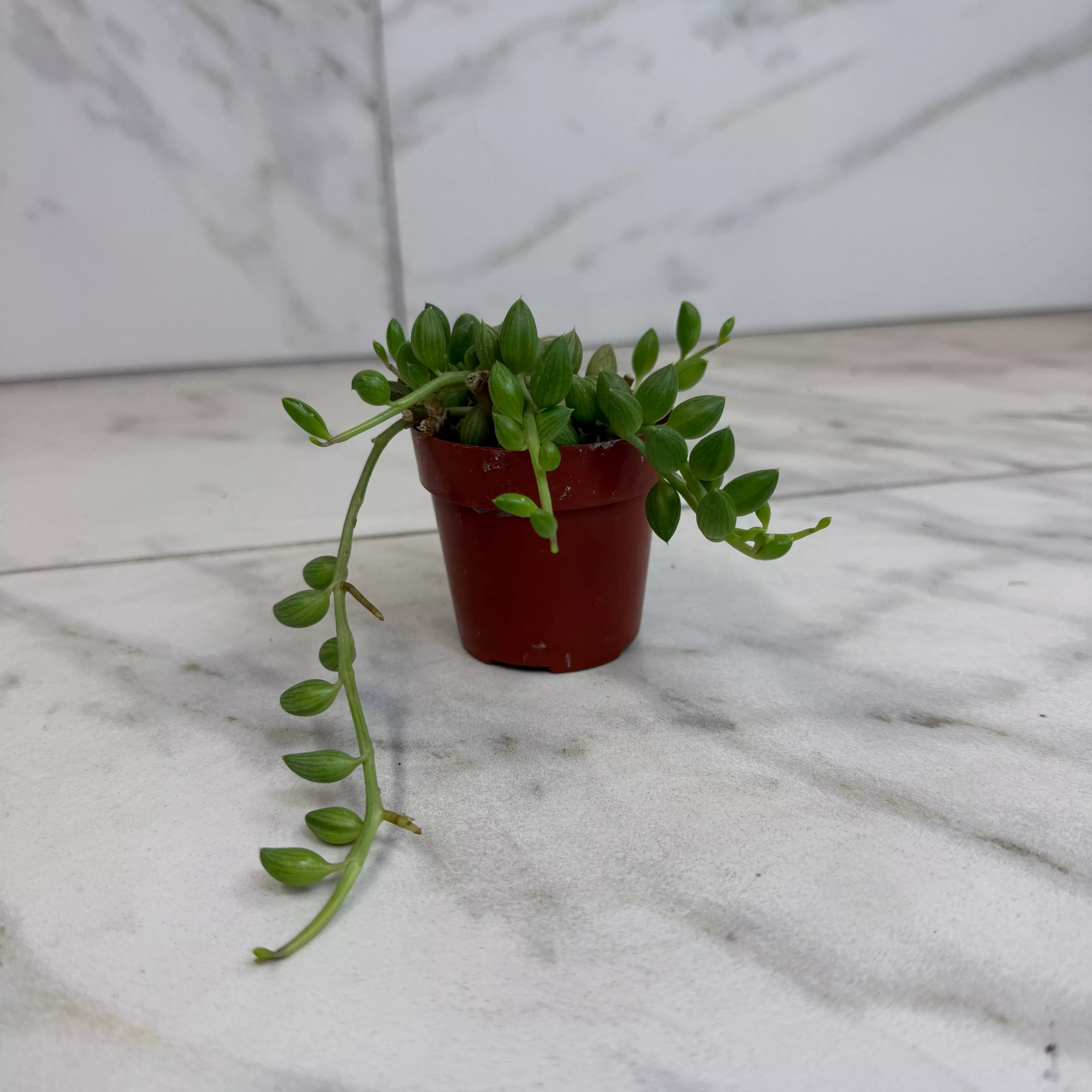 Herreianus String of Watermelons, 2" Plant