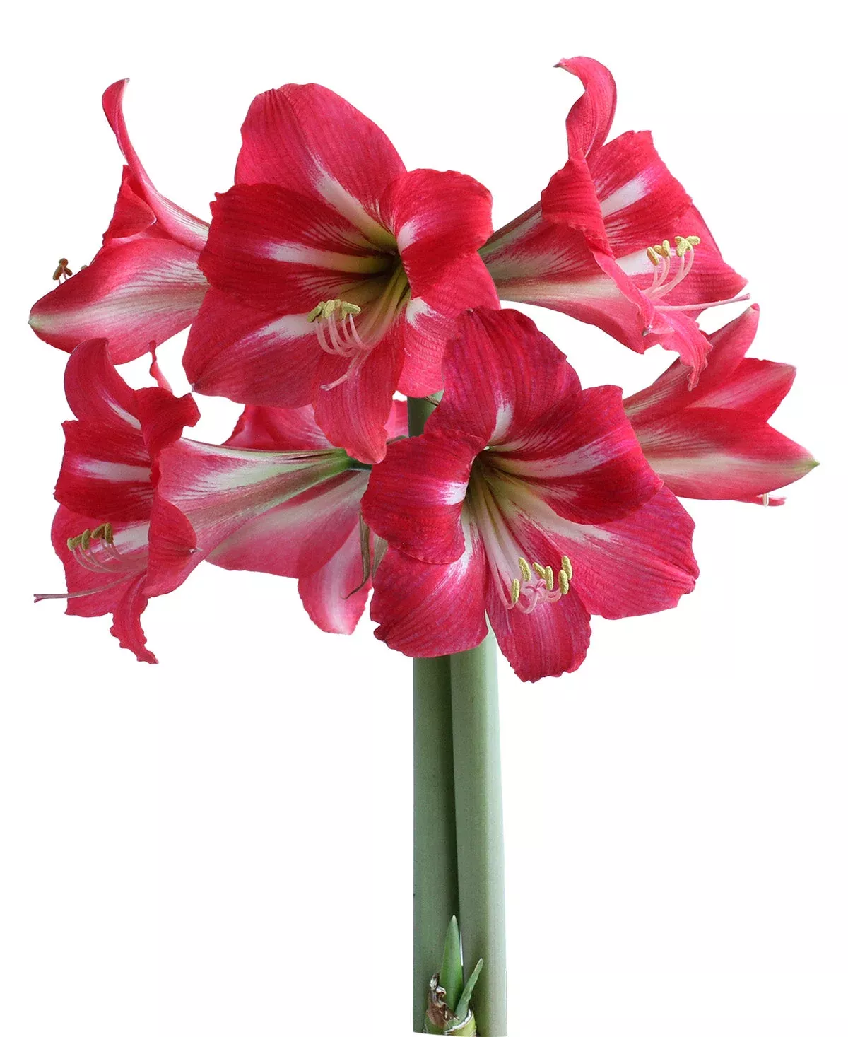 Hot Lips Sonatini Amaryllis - 16-20 cm bulb