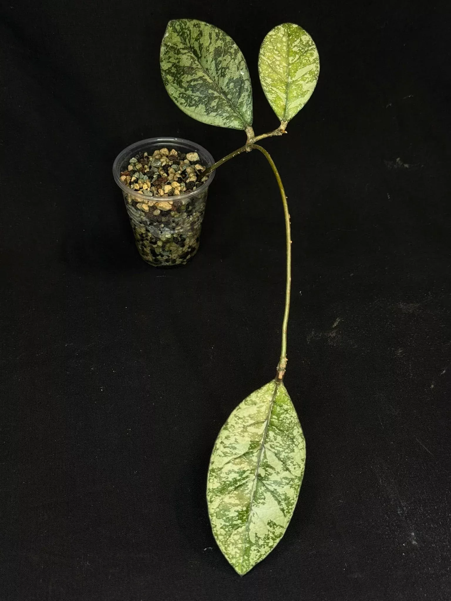 Hoya Crassipetiolata Splash/silver, Rooted, nice foliage
