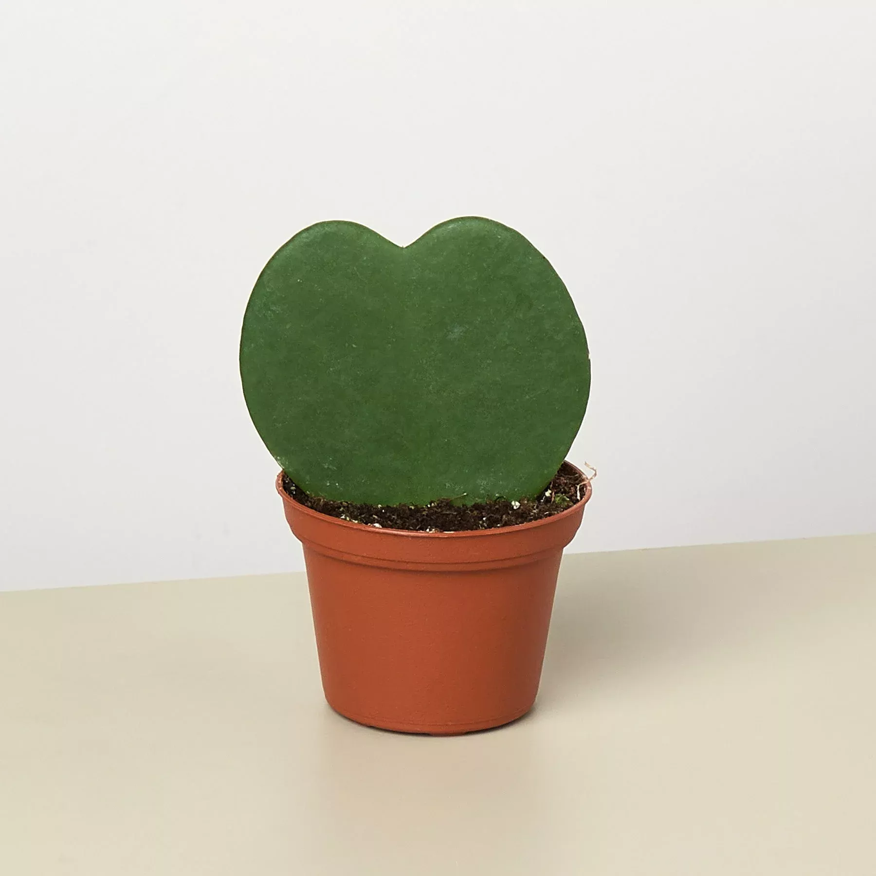 Hoya Sweetheart