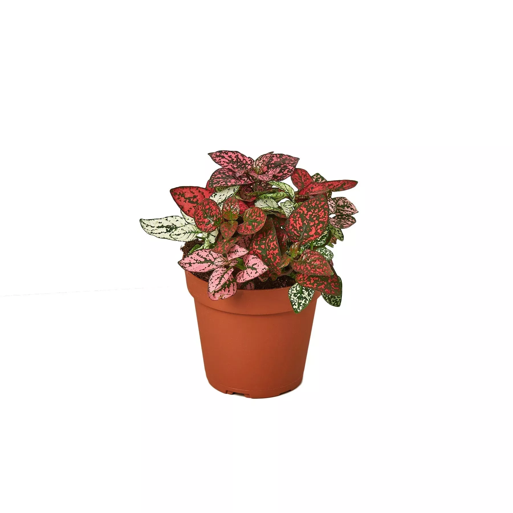 Hypoestes 'Polka Dot'