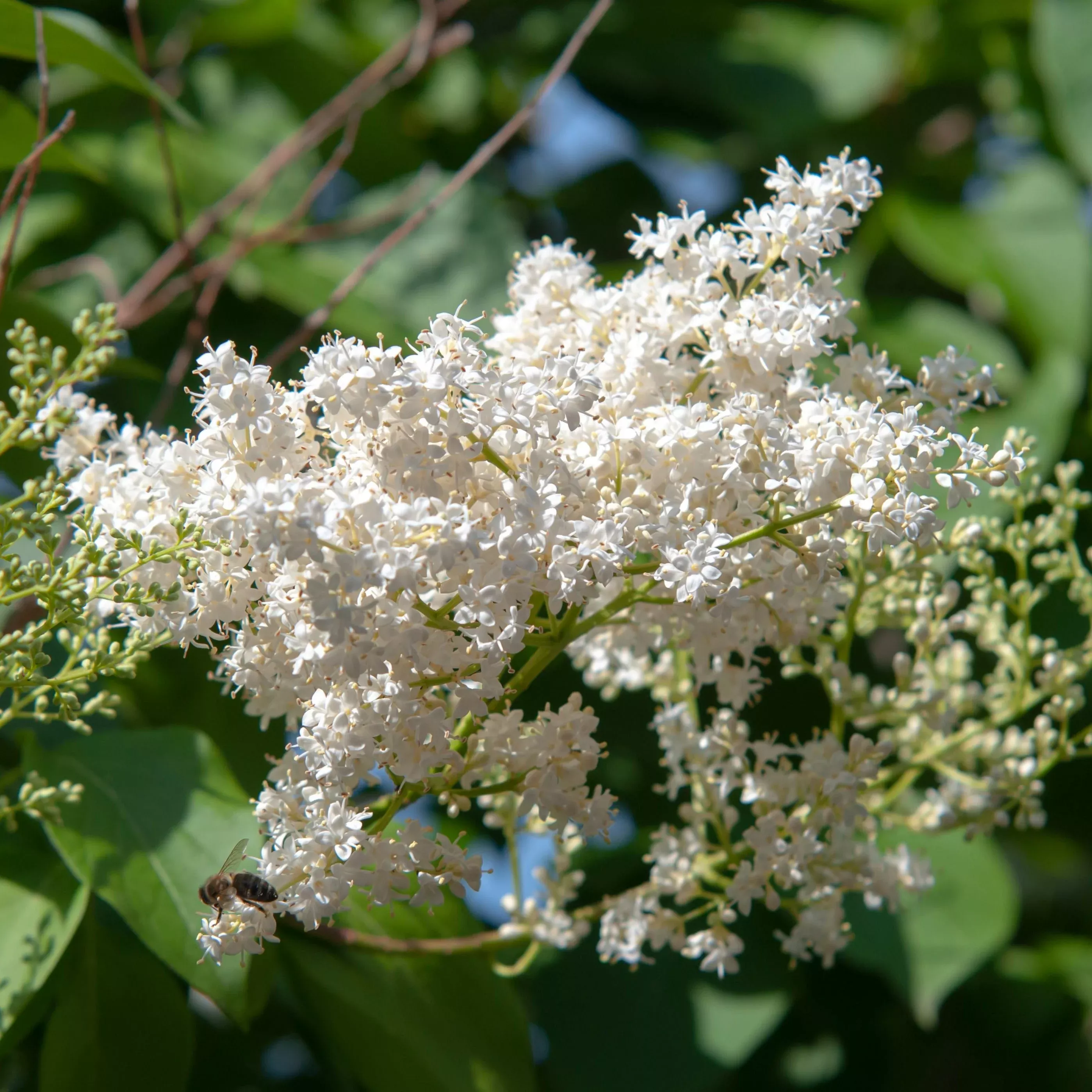 Japanese Lilac 'Ivory Silk Tree'