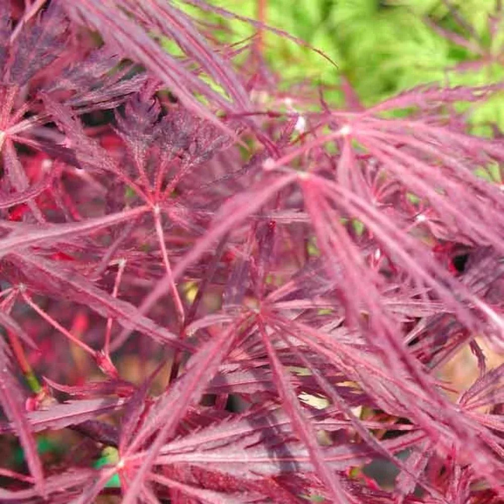 JAPANESE MAPLE Crimson Queen #5