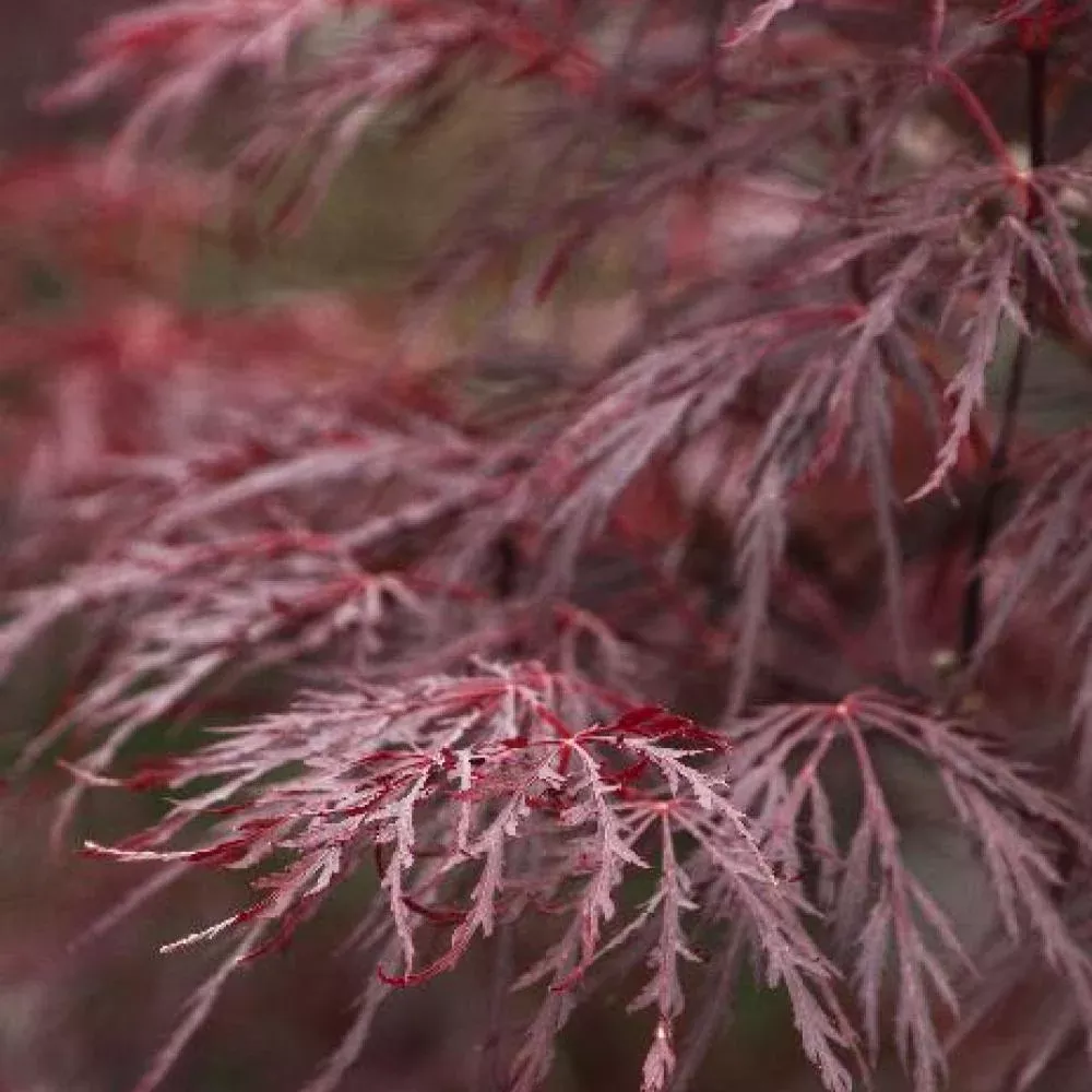 Japanese Maple Red Dragon #2
