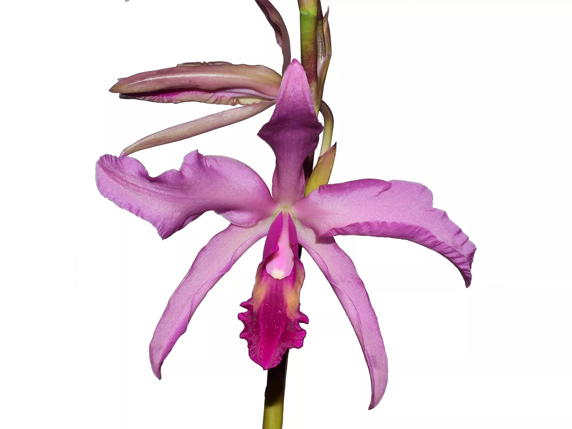 Laeliocattleya El Ranchito