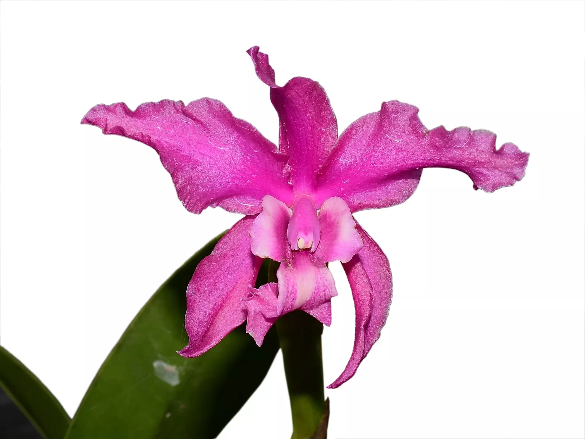 Laeliocattleya Margaret Ackerley