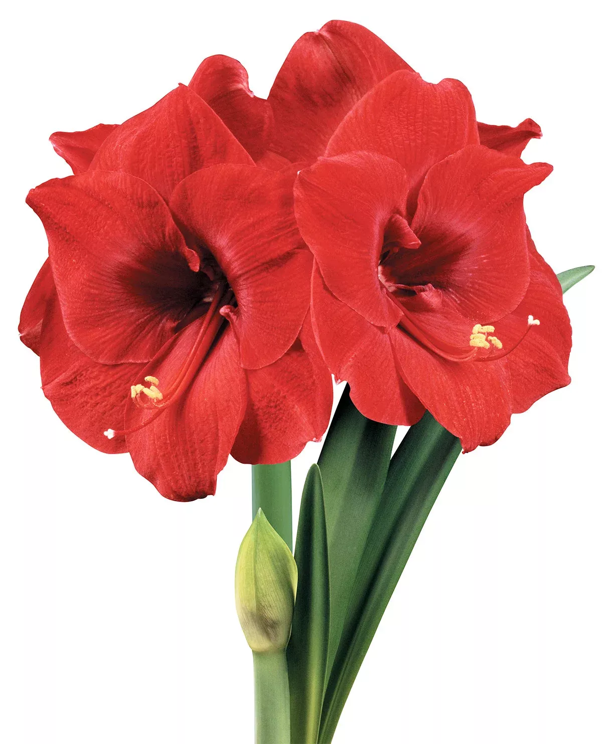Merry Christmas Symphony Amaryllis