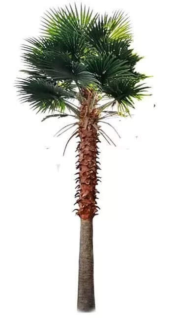 Mexican Fan Palm Artificial Tree 13ft–23ft – UV Resistant (10–12 Week Lead Time)