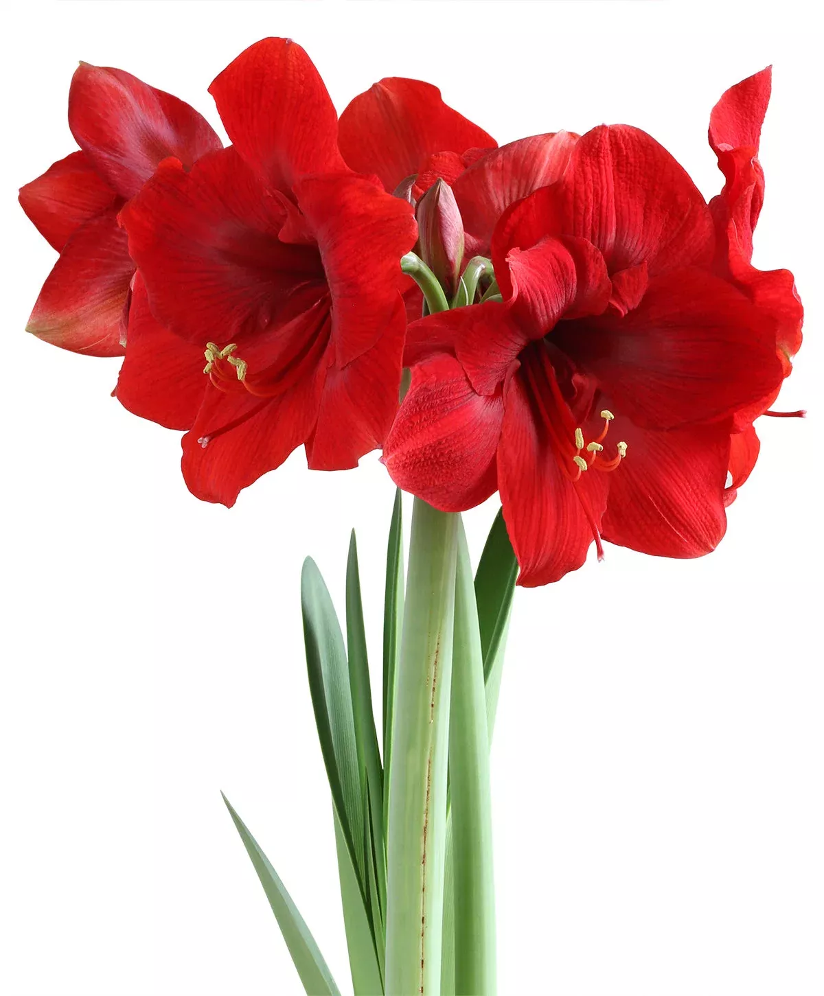 Miracle Symphony Amaryllis