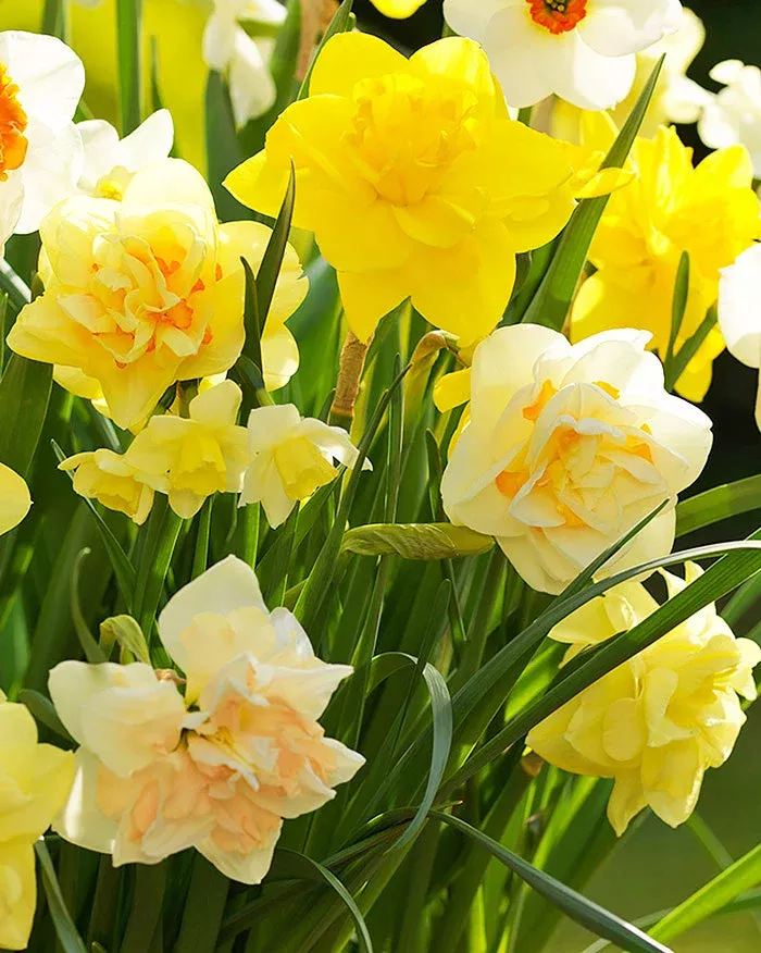 Mixed Double Daffodils - 30 bulbs