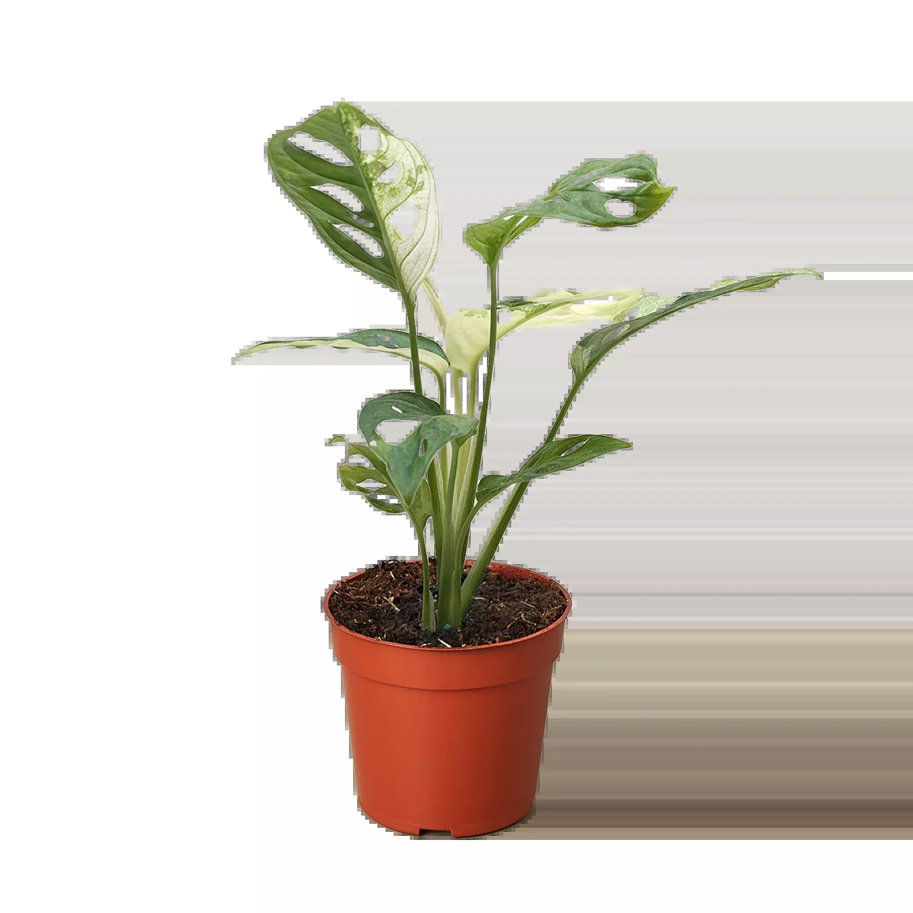 Monstera Adansonii 'Swiss Cheese Variegated'