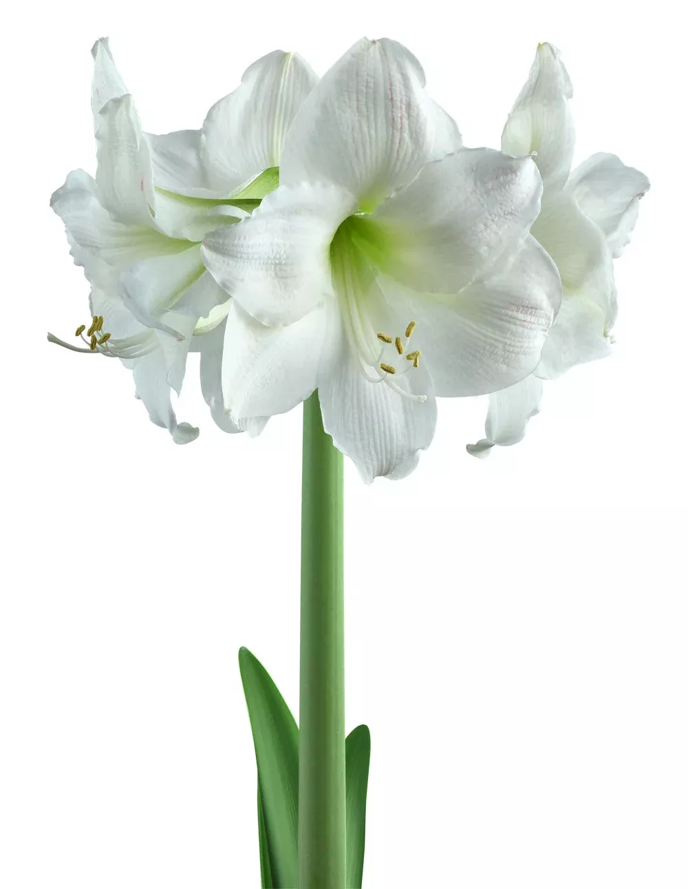 Mount Blanc Amaryllis - 22-26 cm bulb