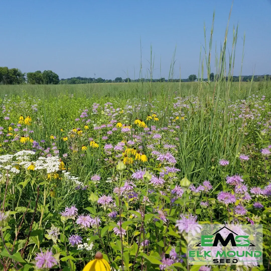 Native Prairie Seed Mix