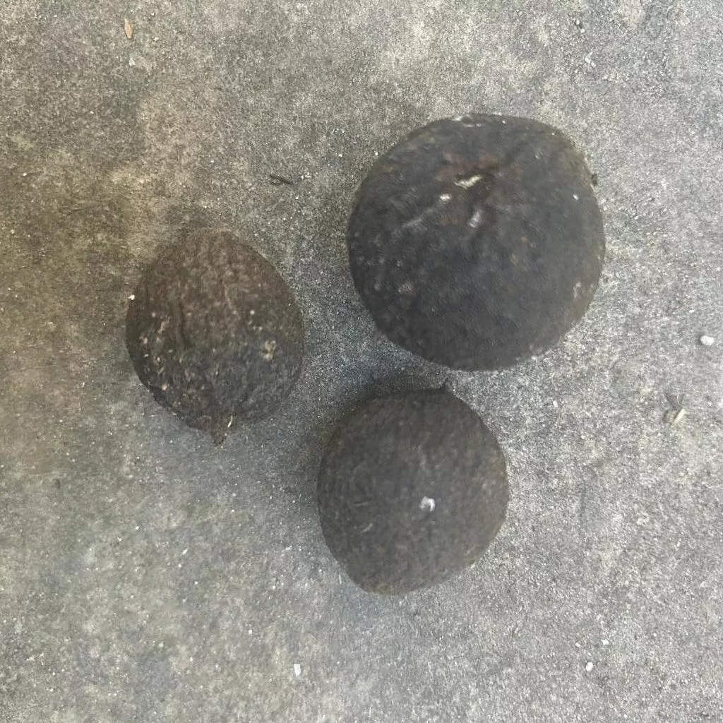 Organic Black Walnuts in Hulls for Ritual Baths - Set of 3