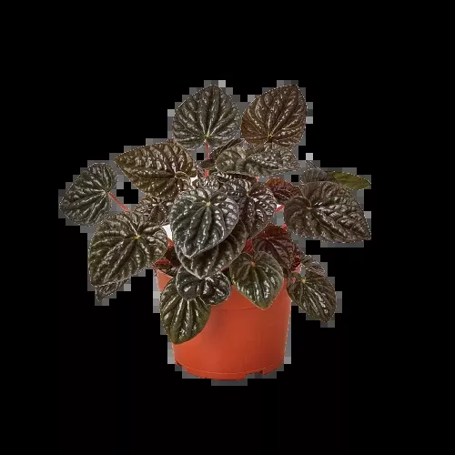 Peperomia 'Ripple Red' - 4" Pot - NURSERY POT ONLY