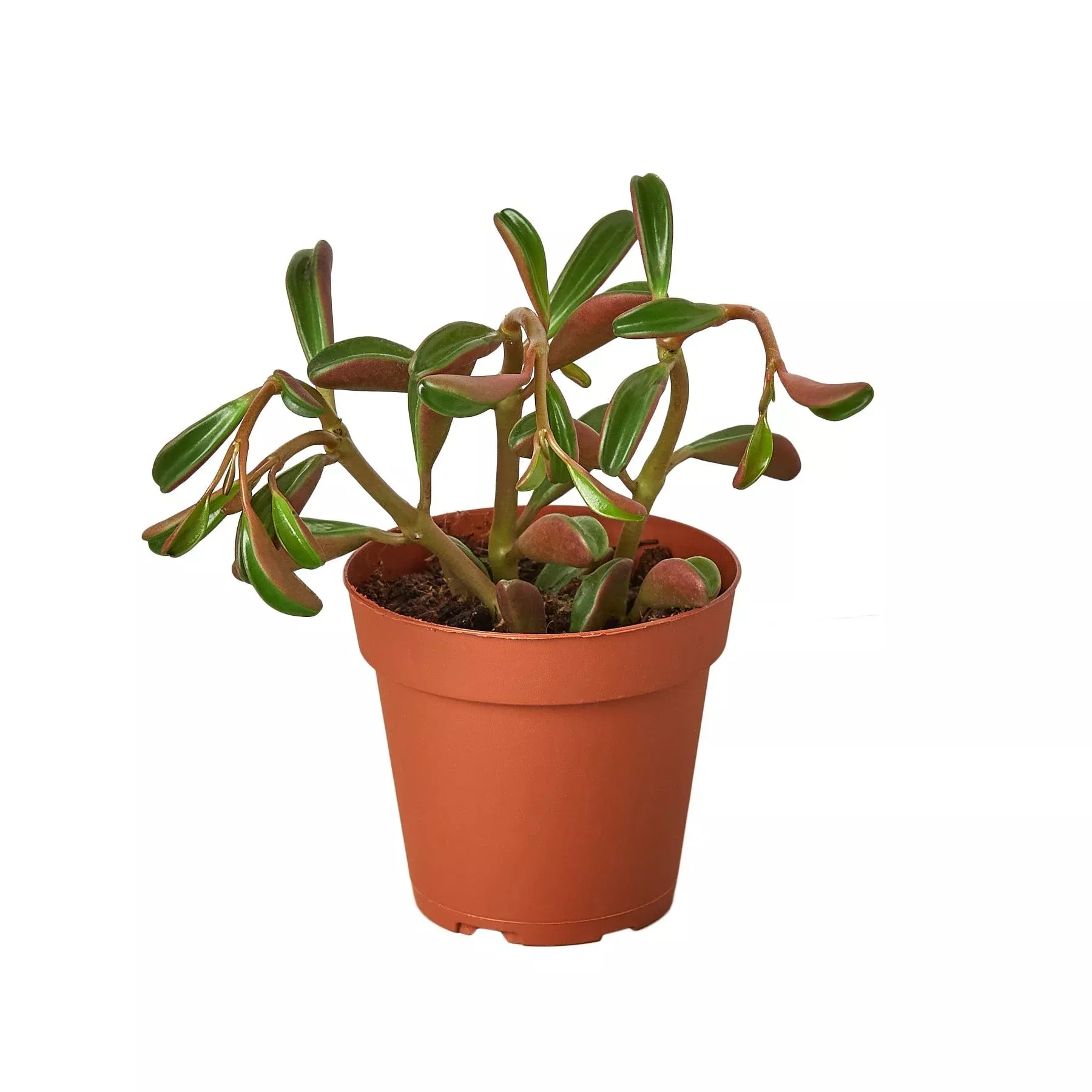 Peperomia 'Ruby Glow'