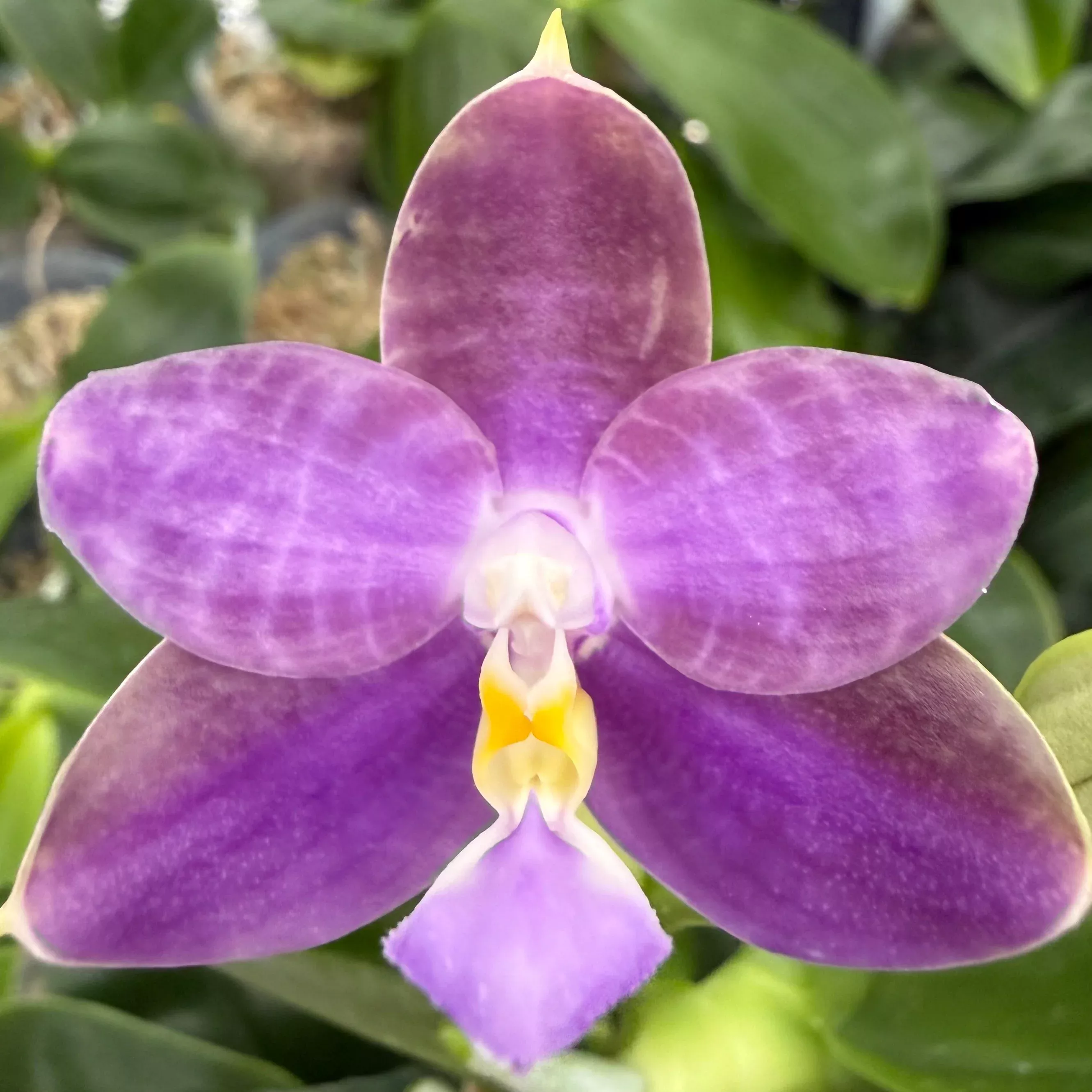 Phalaenopsis MS Blue Sapphire