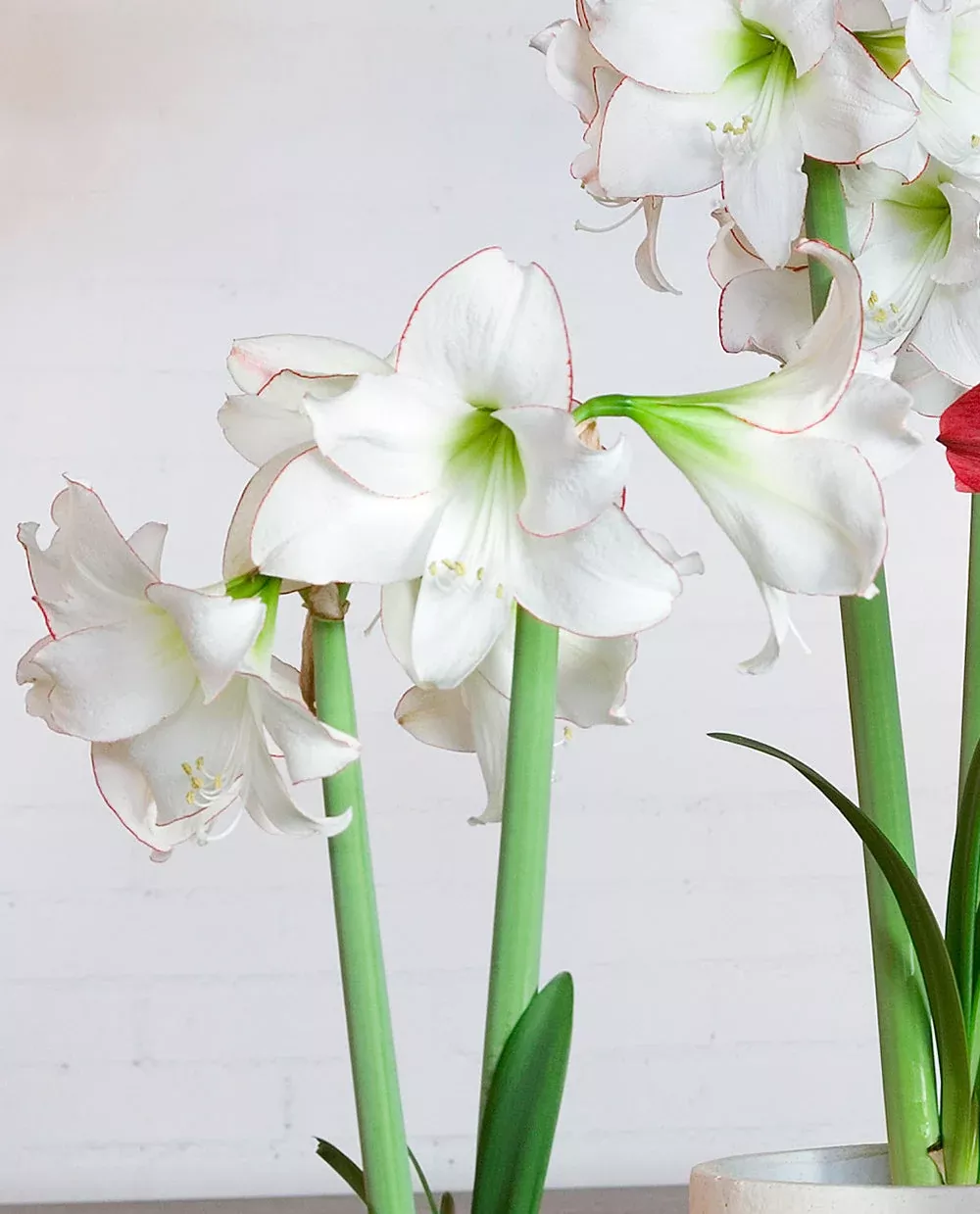 Picotee Amaryllis - 22-26 cm bulb