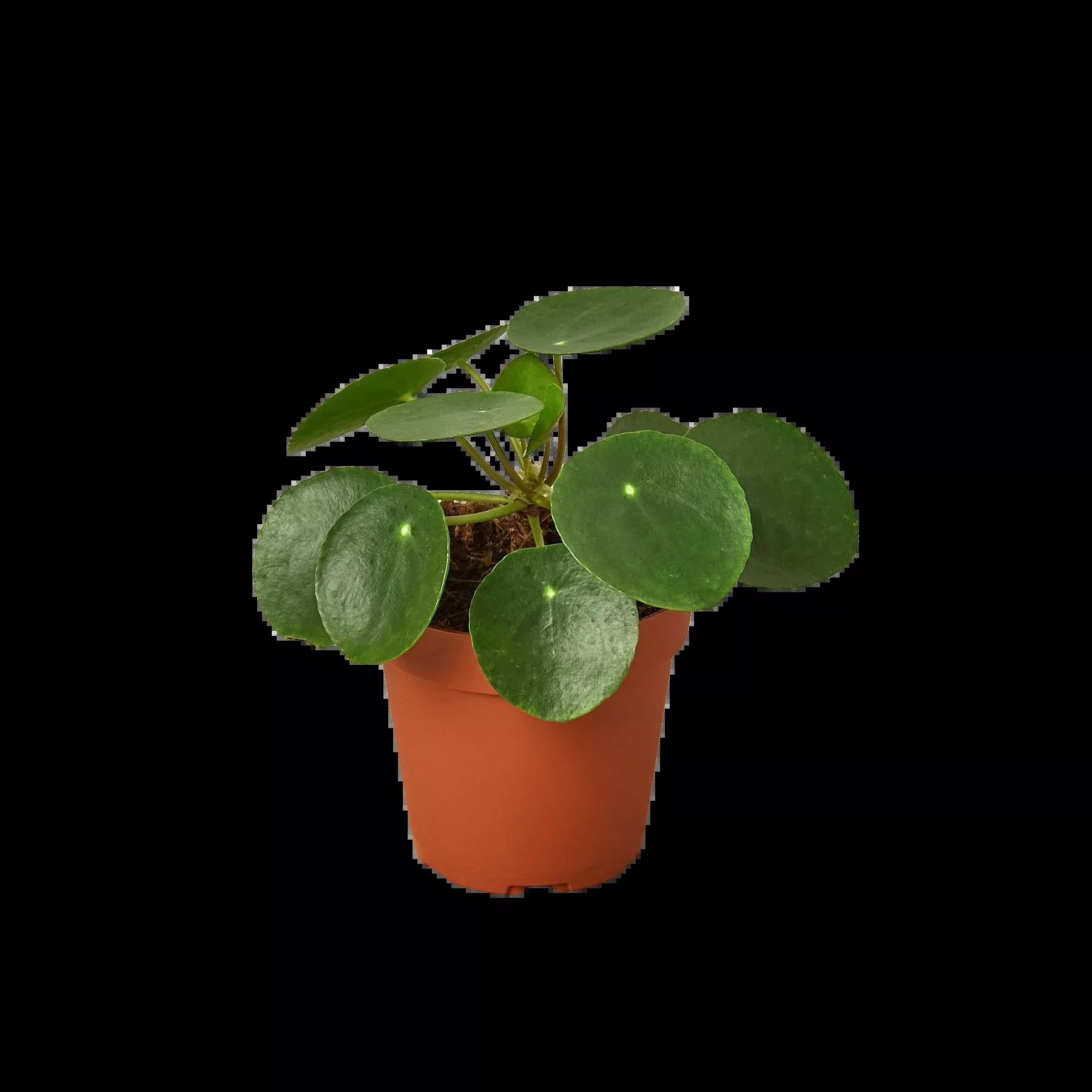 Pilea Peperomioides 'Chinese Money'