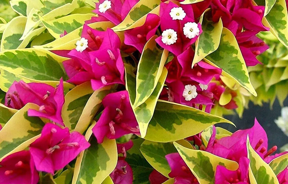 Pink Pixie Queen Bougainvillea | Small Well-Rooted Starter Plant | Live Tropical Plug by USA Seller | Indoor & Outdoor |
