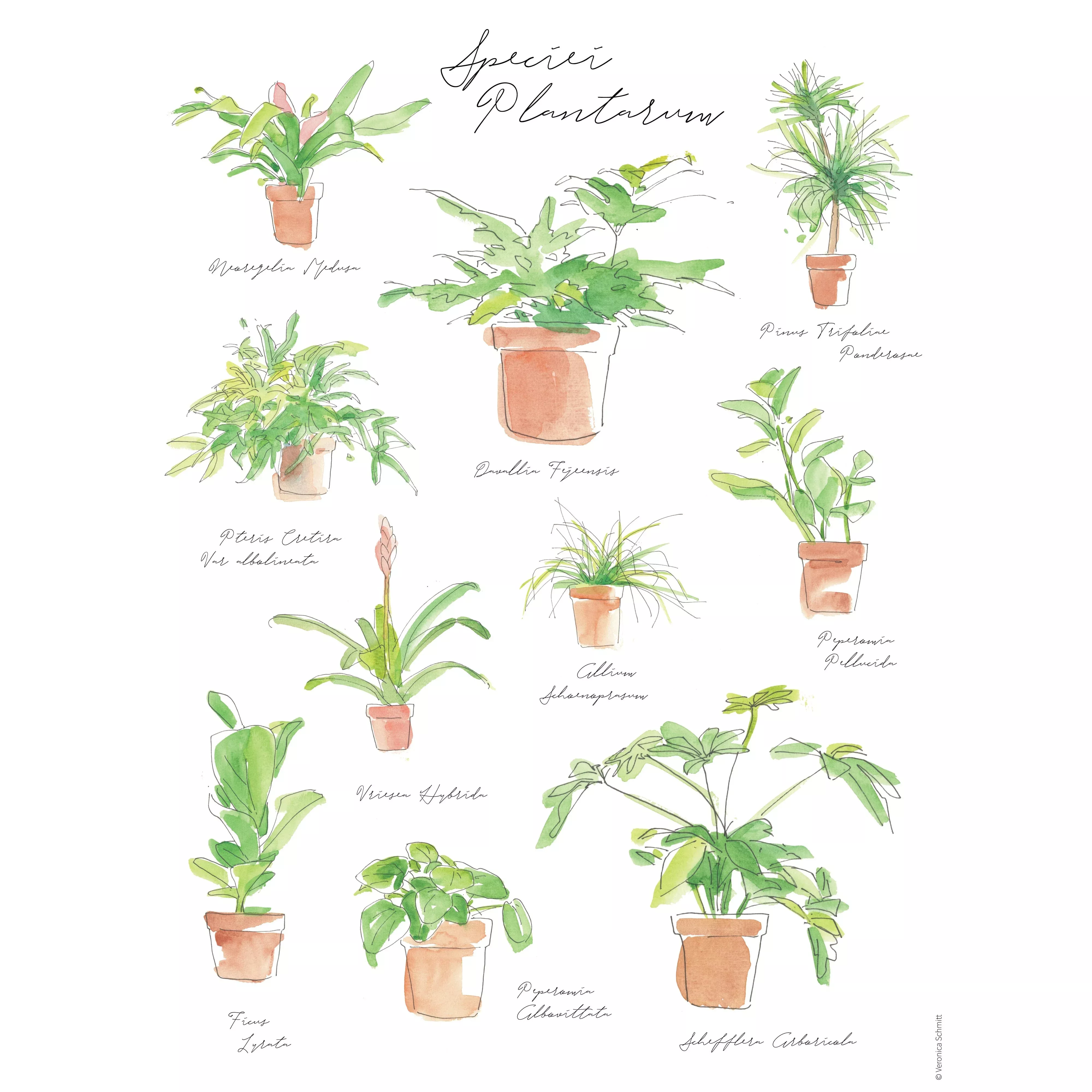 Plant Species Poster