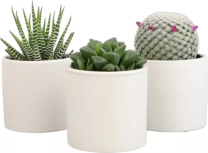 Plants for Pets Live Low Light House Plants in Ceramic Succulent Pots (3 Pack), Gasteria Succulent Plant and Cactus Plants Live with Potting Soil, Haworthia Succulents for Indoor Growing Home Décor