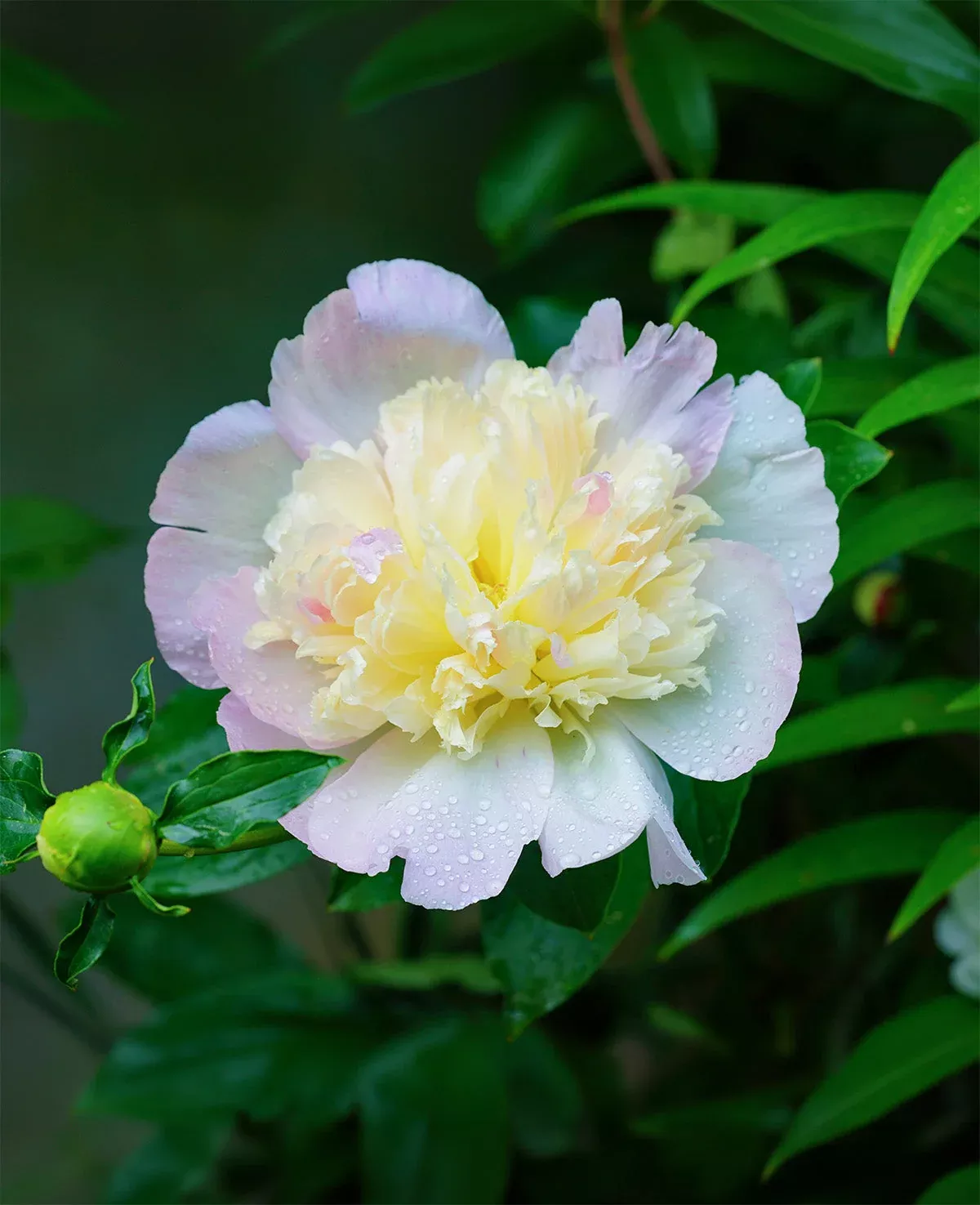 Primevere Peony - 1 root division