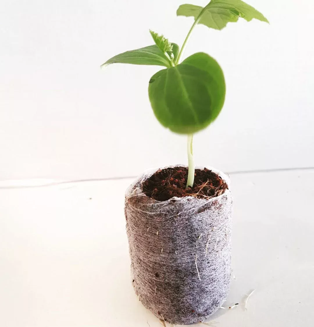 Pure Rooters - 42MM Coco Plugs/Pellets