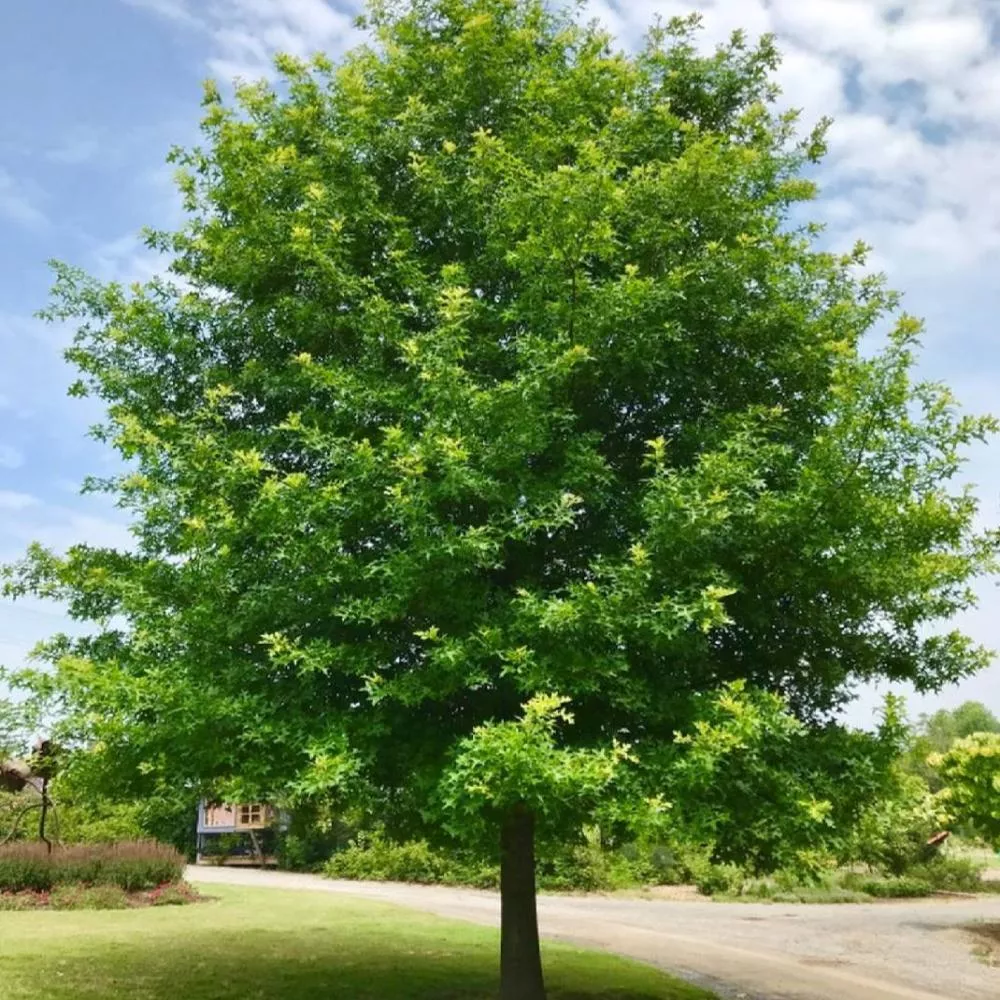Quercus nutt Nuttall Oak #7