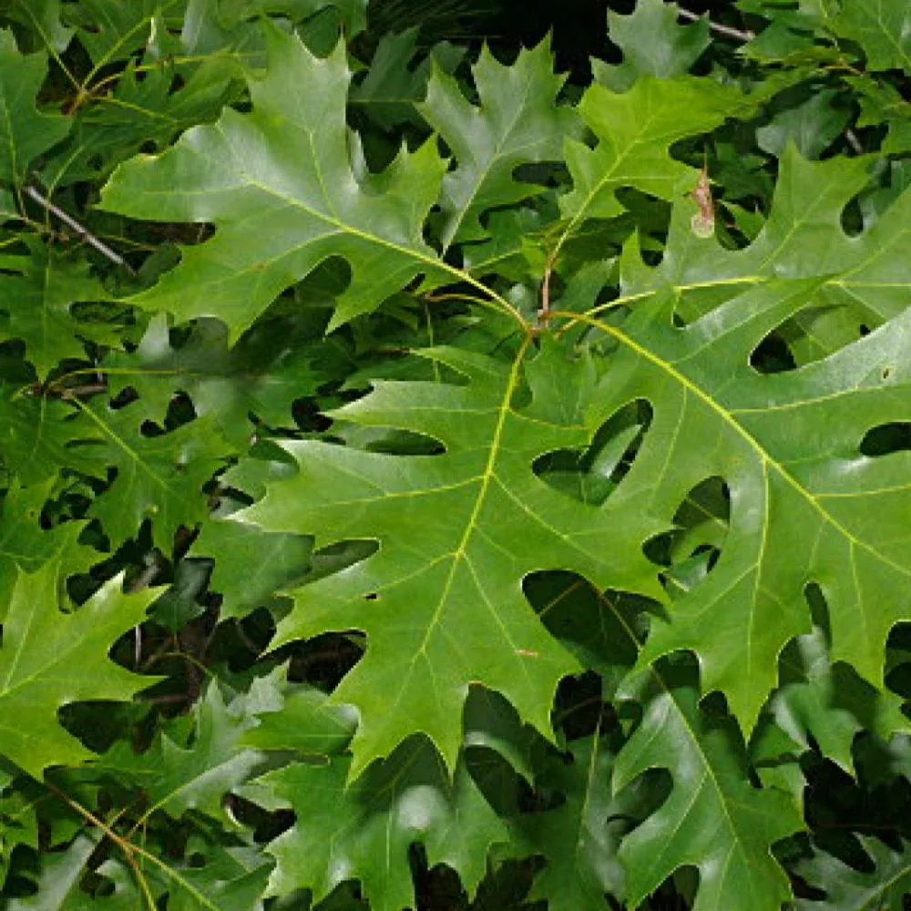 Quercus Shumard Oak #15