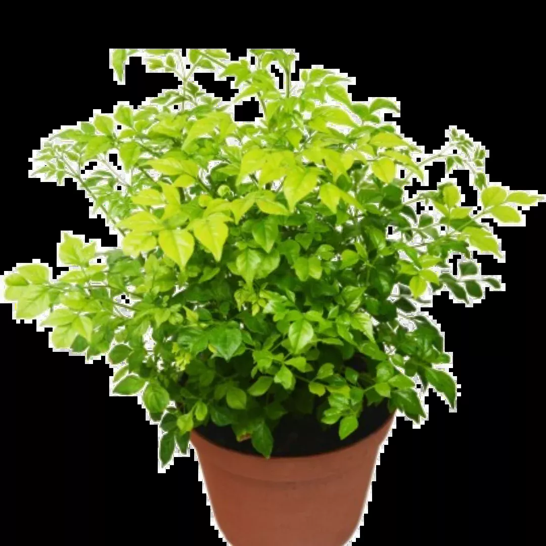 Radermachera 'China Doll' - 6" Pot