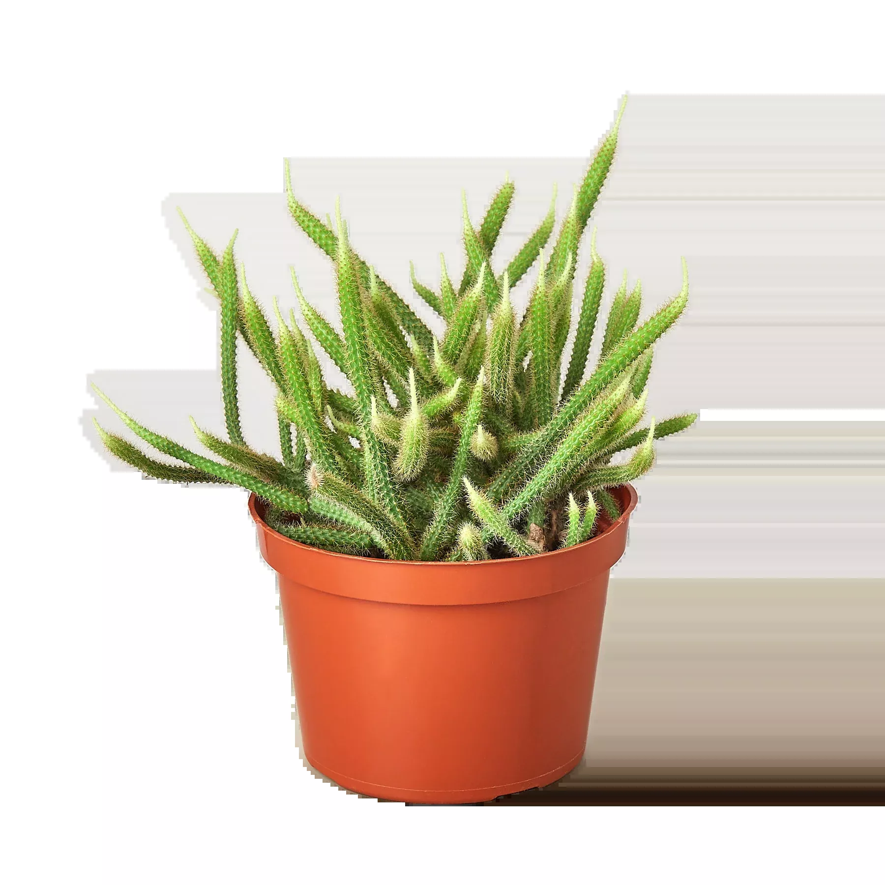 Rat Tail Cactus